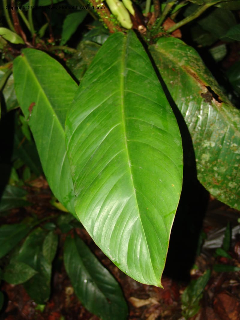 Philodendron, RVasquez31562--Peru. Prov. Oxa. Estac. Paujil. Send. El Mirador. 16 Oct 06. 518.jpg