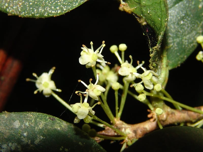 Ilex maxima, Neill 15795--Ecuador. Z.C. Margin of Rio Nangaritza. 17 Sep 07. 206 (10).jpg