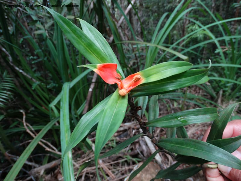 Freycinetia, Davidson, C 12645--Sabah. G. Silam. 1 Oct 2014. DSC00937 (47).JPG