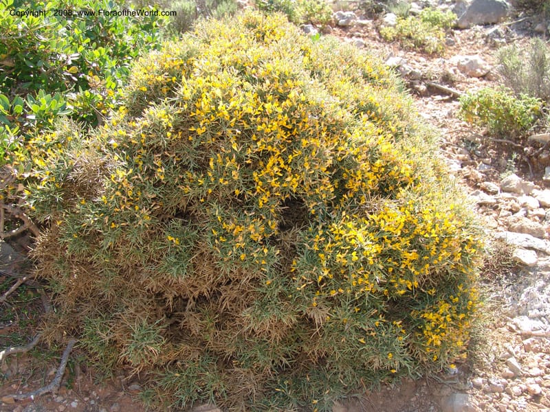 Genista acanthoclada--Crete. Ep. Kydonia. Akrotiri. Trail Gouvernetos . 23 May 05. 012.jpg