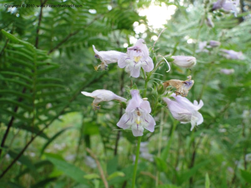 Penstemon laevigatus, Mori, S. 27407, USA, North Carolina, Pender Co., Hwy 117, 3.9 miles N of Burgaw, 21 May 2010 (1).JPG