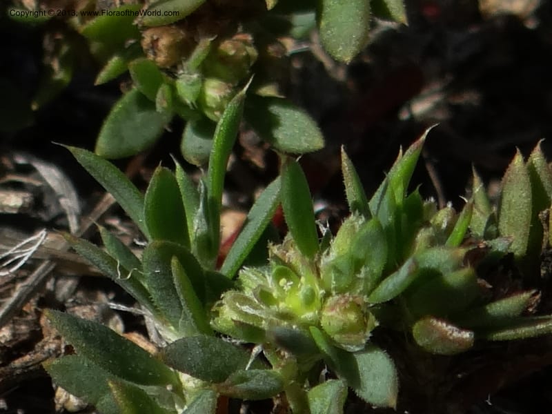 Paronychia communis, WDS 34148--Chile. Playa Colcura. 19 Feb 2013. DSC02120 (37).JPG