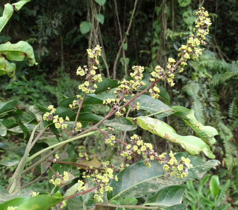 Alectryon, Munzinger, J 7386--Fiji. Along Hibiscus Hwy. 7 Nov 2015. DSC00180 (37).JPG
