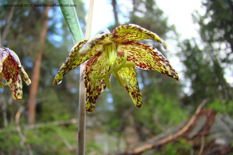 Fritillaria atropurpurea, C. Davidson 11437--Idaho. Valley Co. Payette Lake. Sylvan Beach. 7 June 2009. 039.jpg