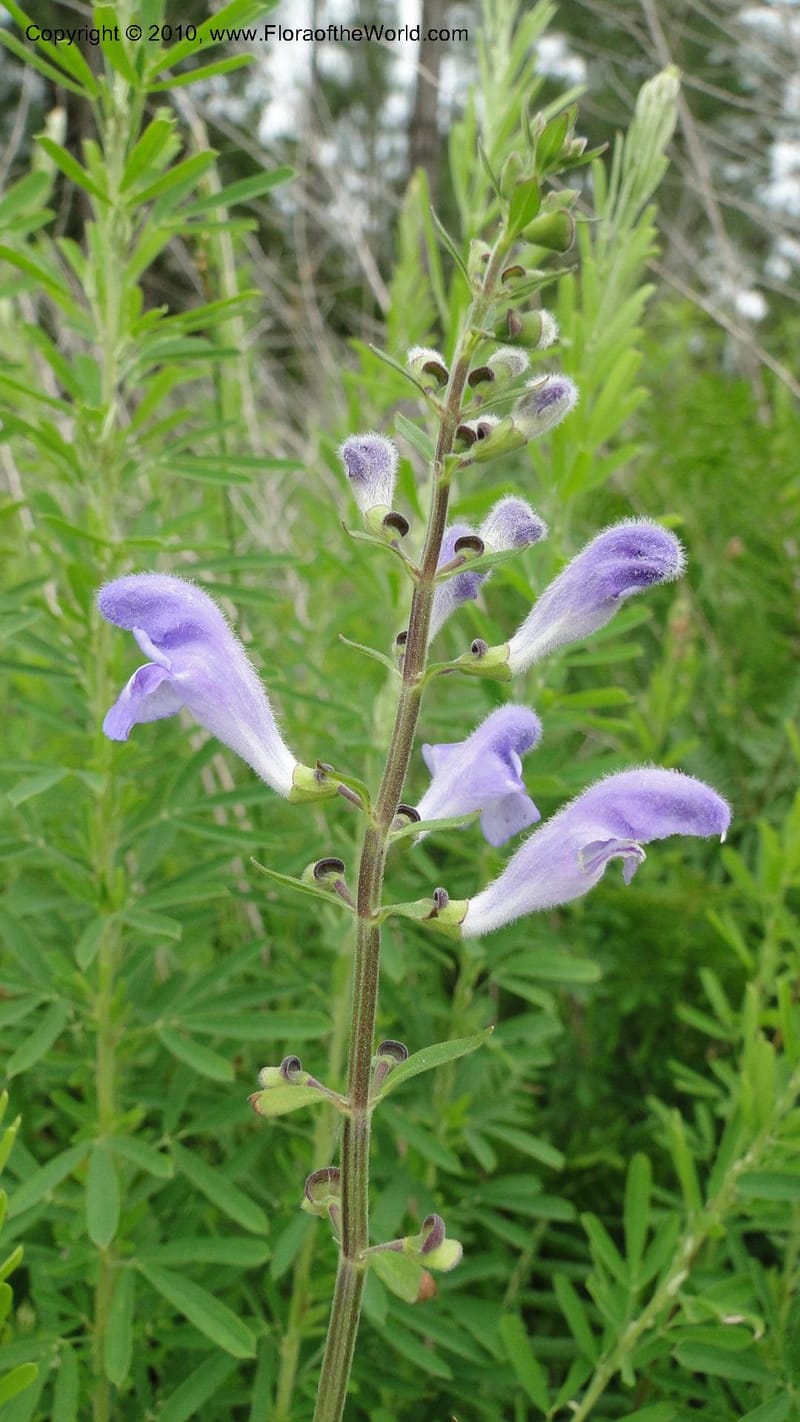 Scutellaria integrifolia, Mori 27426--North Carolina. Jones Co. Catfish Lake Rd. Mile 10.5. 23 May 2010. 127 (38).jpg