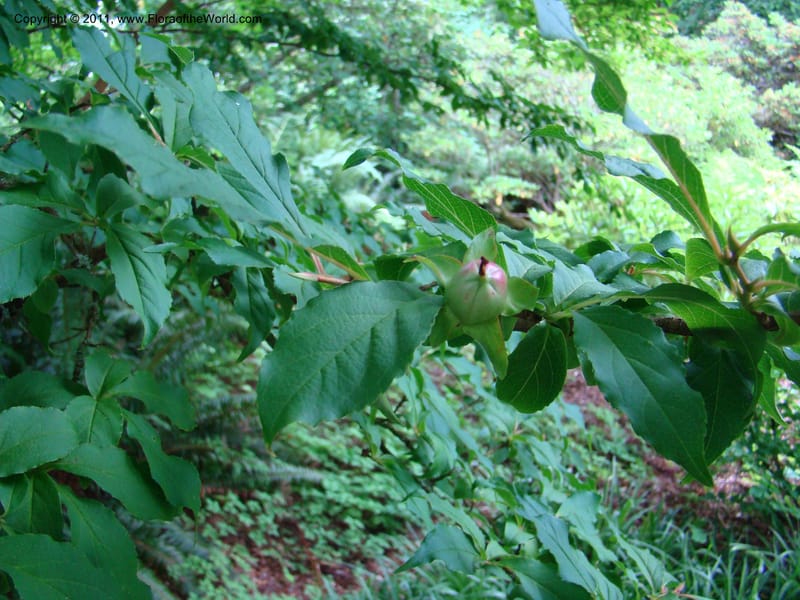 Stewartia serrata, 19888-0104-1981--Canada. BC. Univ. BC Bot. Garden. 27 Jul 08. 079.jpg