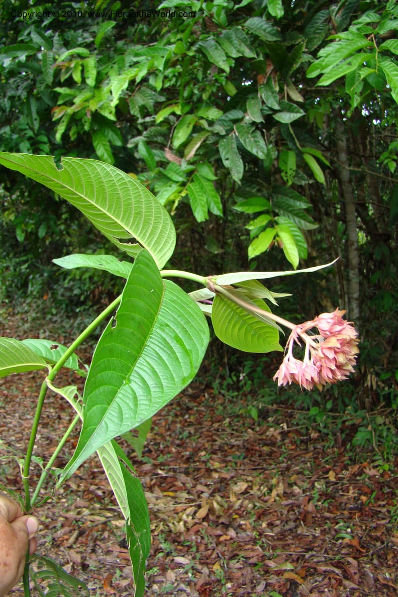 Psychotria, Vasquez 34809--Peru. Loreto. Dist. Nauta. Miraflores, Rio Tigre. 10 Nov 08. 482.jpg