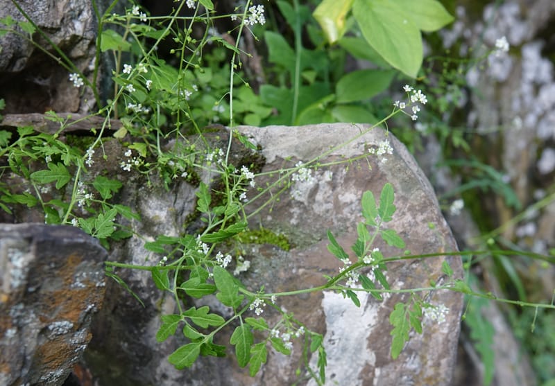 Yinshania acutangula subsp. wilsonii, C. Davidson 13755--China. Sichuan. Yibailingba-gou. 12 Aug 2017. DSC04660 (640).JPG