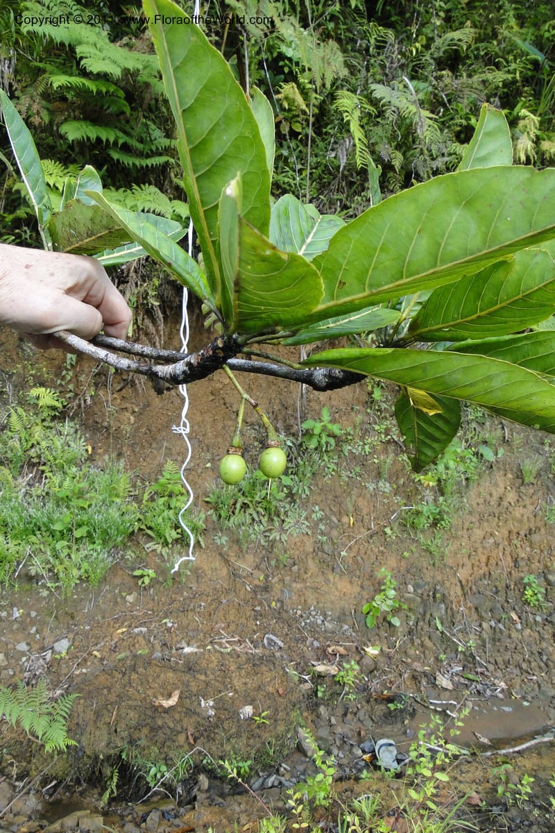 Elaeocarpus, M. Tuiwawa 4923--Fiji. Area of Monasavu Dam I. 9 Feb 2011. 490 (4).jpg