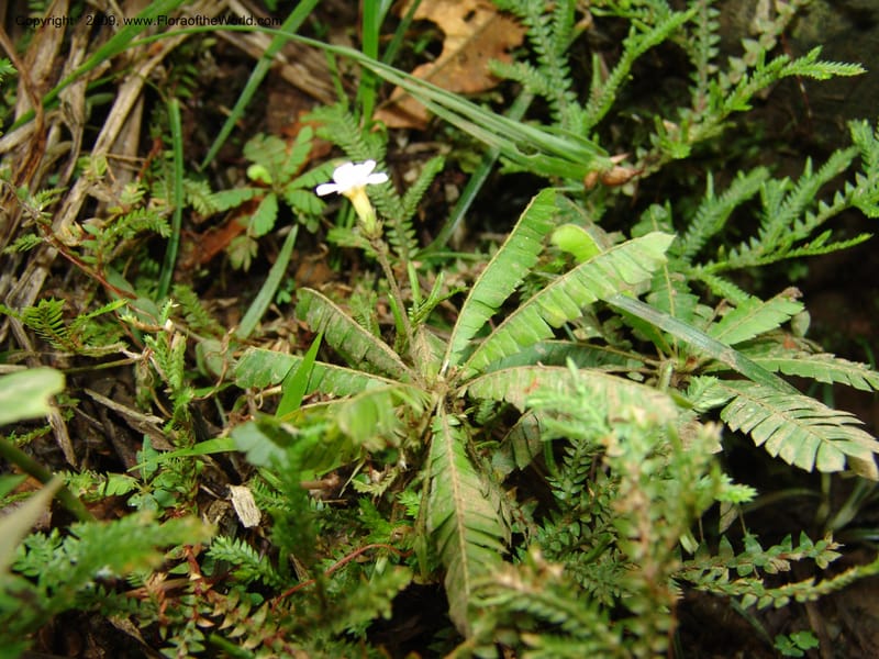 Biophytum, Croat94837--Ecuador. Prov. Carchi. El Chical-Penas Blancas. 19 Feb 05. 141.jpg