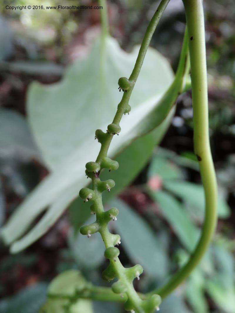 Piper, Davidson, C 12675--Sabah. Danum Valley. 4 Oct 2014. DSC01741 (237).JPG