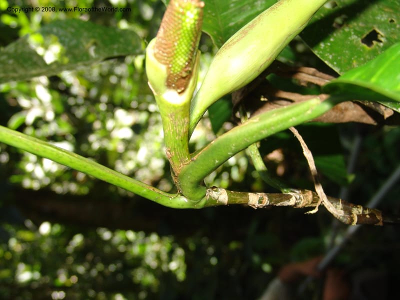 Philodendron, RVasquez33046--Peru. Pillcopata. Qbda Sachavacayoc. 29 Oct 07. 243.jpg