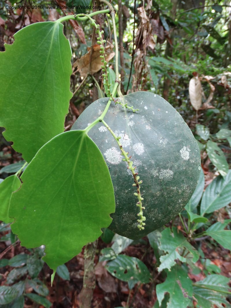 Piper, Davidson, C 12675--Sabah. Danum Valley. 4 Oct 2014. DSC01741 (215).JPG