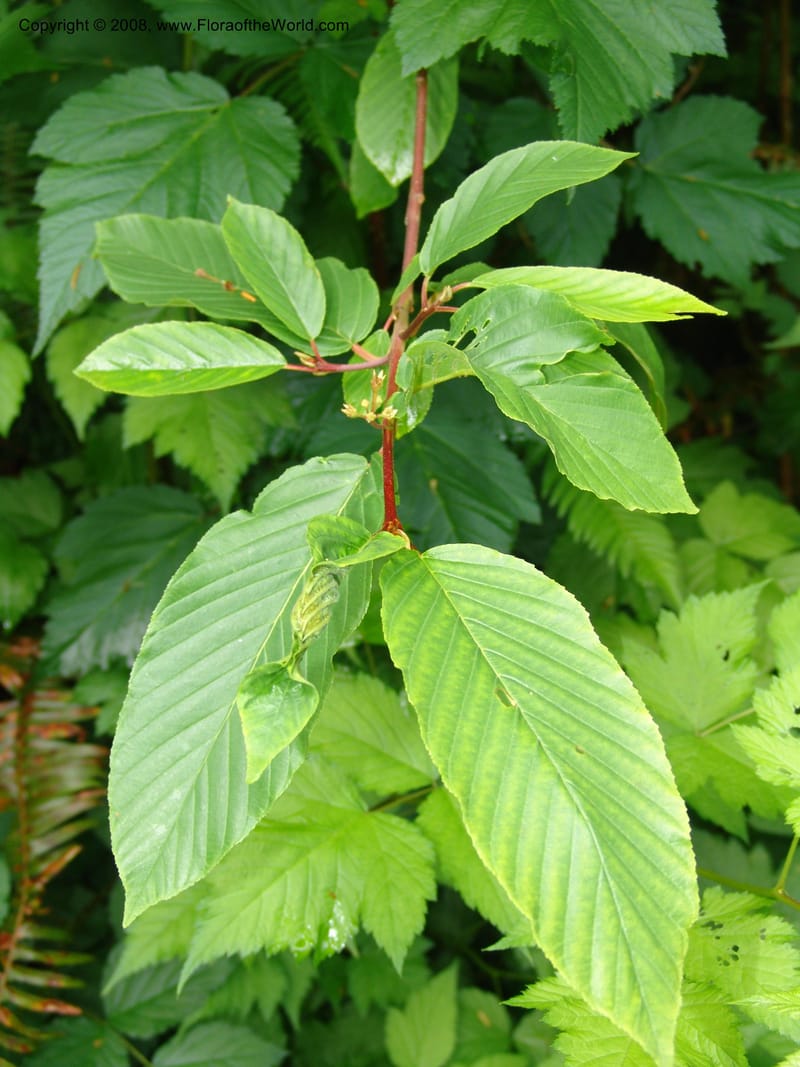 Rhamnus purshianus--WA. Grays Harbor Co. Quinault Rain For, Lake Quinault. 15 Jun 06 201.jpg