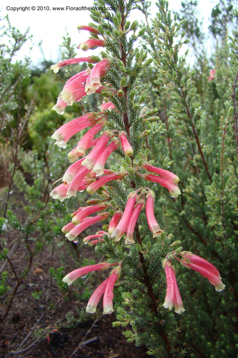 Erica diaphana, 348.04--South Africa. Kirstenbosch Bot. Gard. 21 Aug 09. 059.jpg