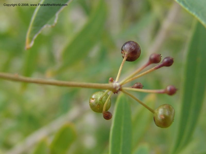 Schefflera bojeri, not coll.--Madag. Prov. Fianar. Parc Nat. Isalo. 12 Jan 06. 121.jpg