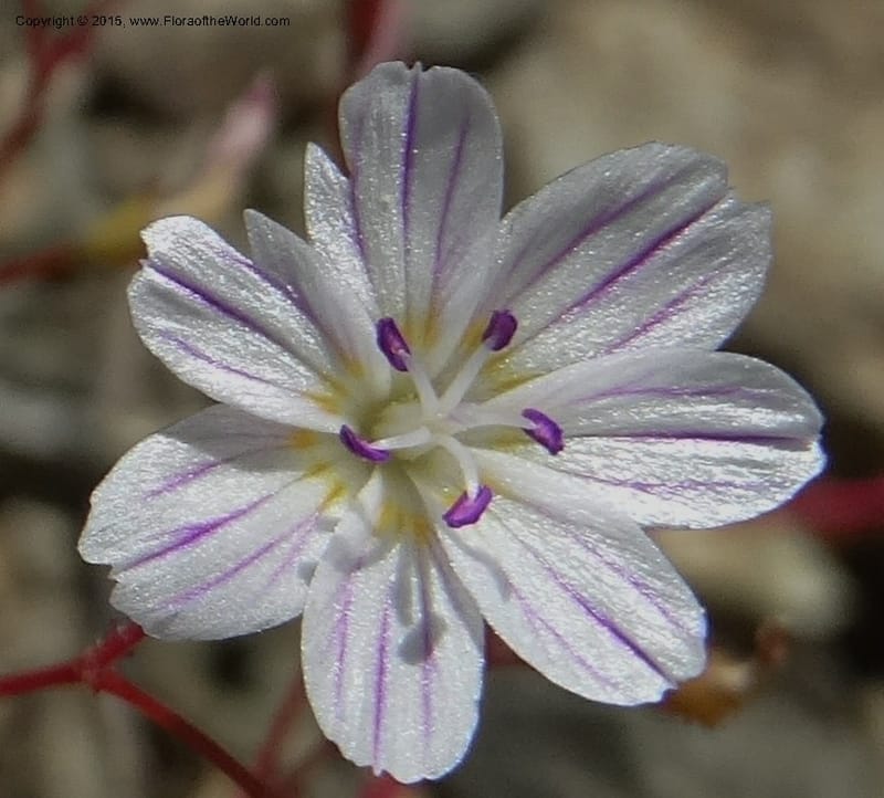 Lewisia columbiana var. wallowensis, Davidson, C 12591--ID. Idaho Co. Seven Devils Camp Ground. 15 Jul 2014. DSC00113 (139).JPG