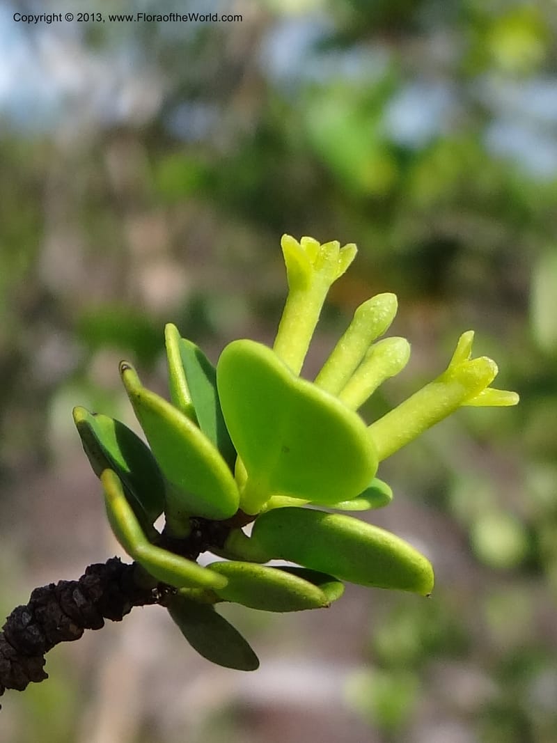 Wikstroemia, S.98890--Malaysia, Sarawak. Bako Nat. Park. Lintang Trail. 30 Mar 2012.  NDSC06186 (34).JPG