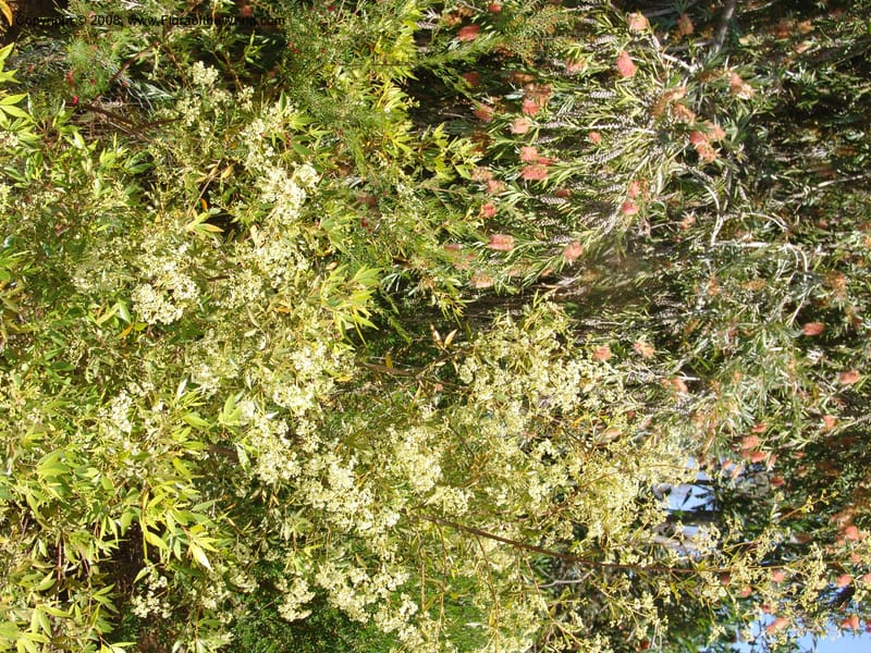 Ceratopetalum gummiferum, 93.104--CA. UC Santa Cruz Arboretum.  1 Jul 06. 169.jpg