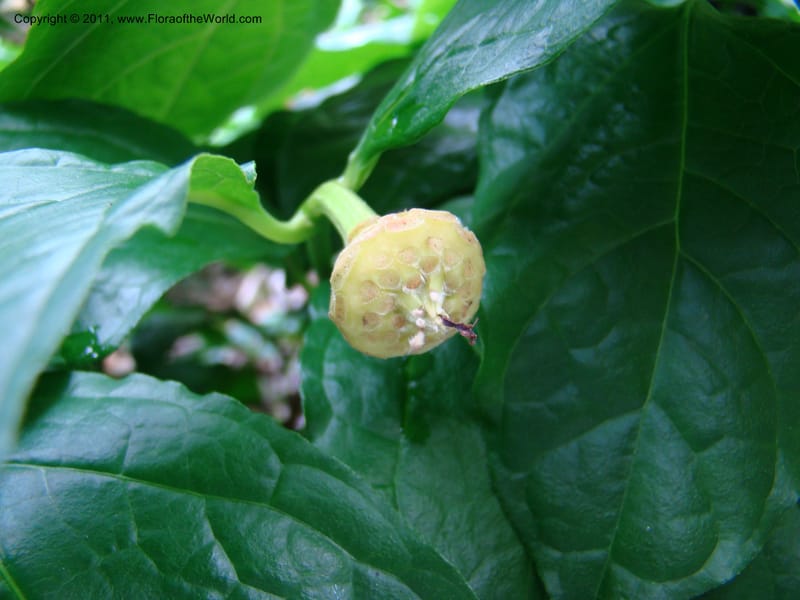 Sinocalycanthus chinensis--Canada. BC. Univ. BC Bot. Garden. 27 Jul 08. 236.jpg