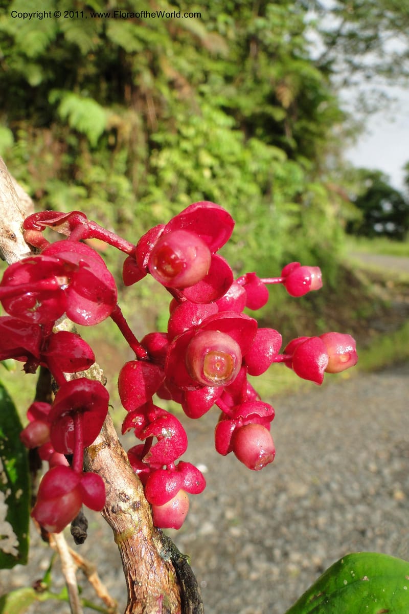 Medinilla, M. Tuiwawa 4920--Fiji. Area of Monasavu Dam I. 9 Feb 2011. 490 (16).jpg