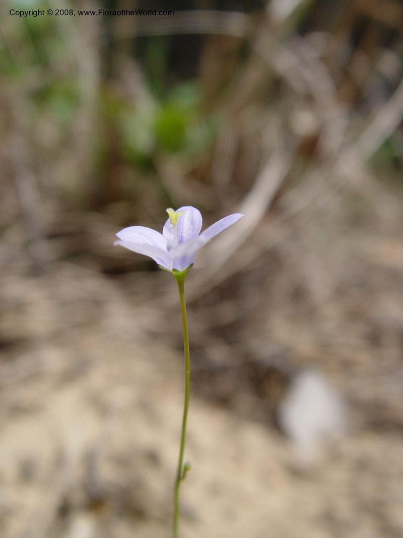 Wahlenbergia--So. Africa. KwaZuluNatal. Lake Sibaya Lodge. 1 Oct. 03. 181.jpg