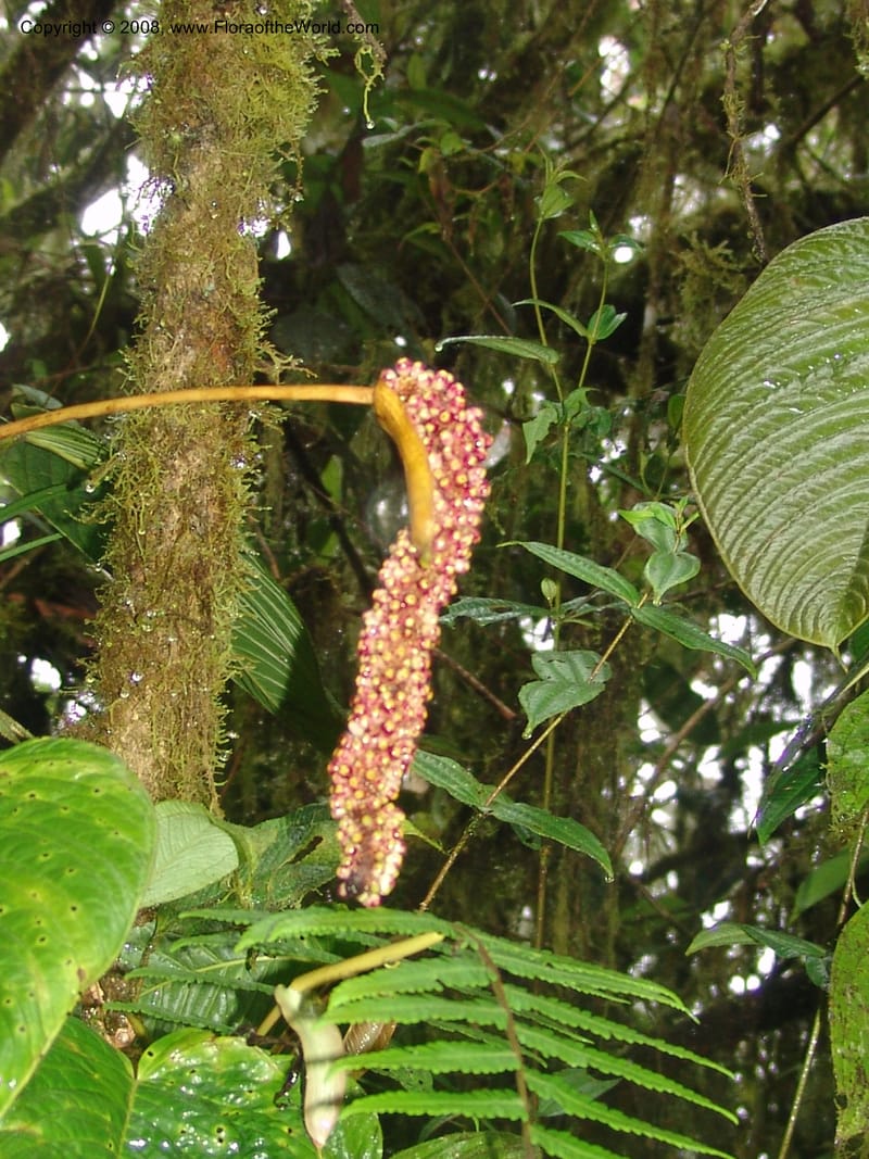 Anthurium longecuspidatum, Croat94384--Ecuador. Res. Bellavista. 9 Feb 05. 090.jpg