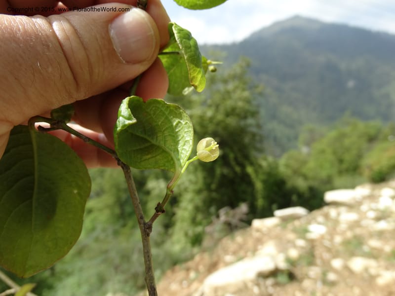 Sabia, Boufford, D 43677--China. Sichuan. GuoBaYan, HanBaiYu Shan. 12 May 2014. DSC05373 (33).JPG
