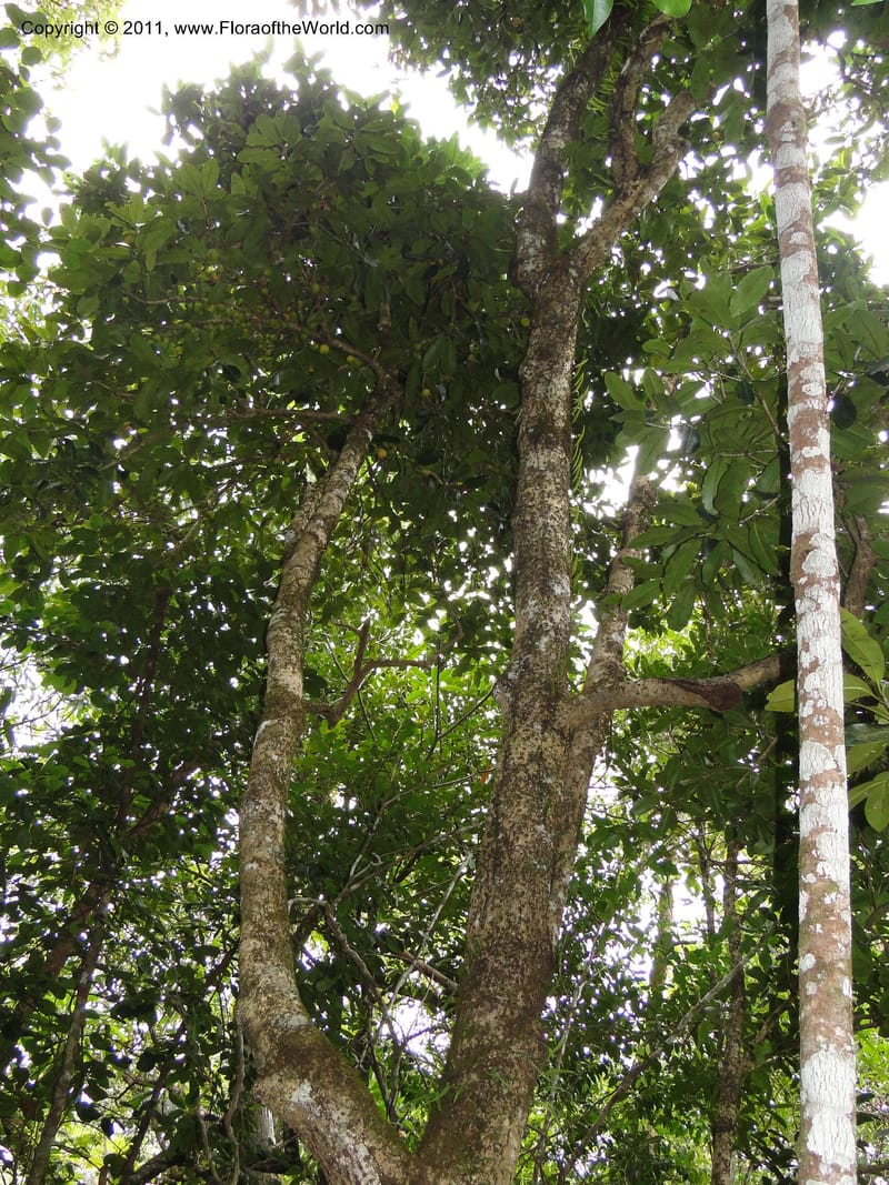 Mammea, M. Callmander 768--New Caledonia. Upper Tene River Valley. 19 Jan 2010. 745 (11).JPG