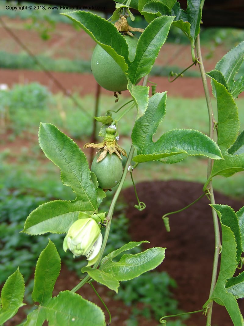 Passiflora--Kenya. Maseno.  Maseno Univ. Bot. Gard. 3 Jul 04. 129.jpg