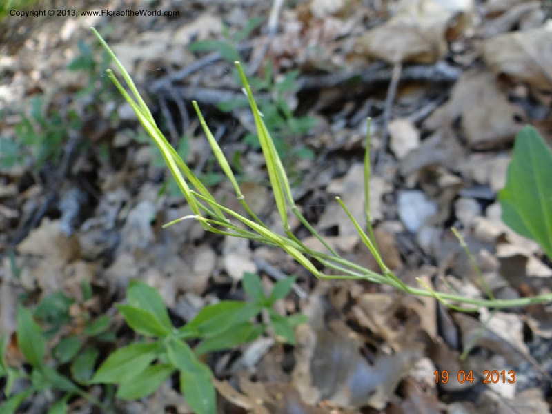 Cardamine californica, Davidson, C 12129--USA, California, Nevada Co. 19 Apr 2013  0073 (3).JPG
