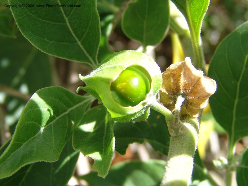Withania somnifera--So.Africa. E. Cape. R58 SE of Lady Grey. 10 Mch 05. 016.jpg