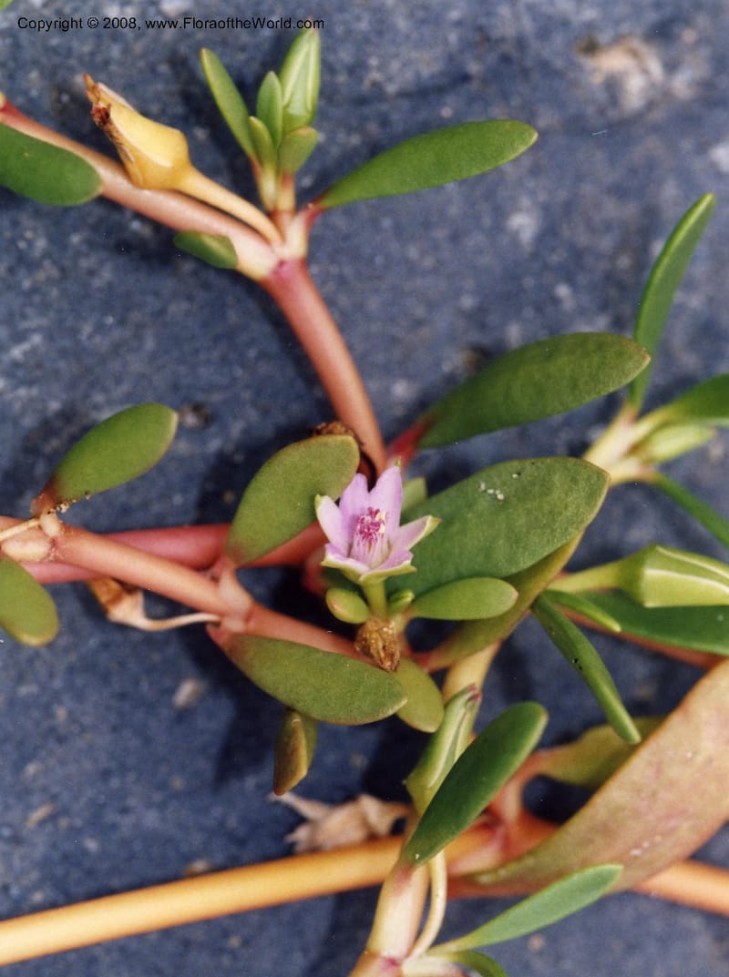 Sesuvium portulacastrum, Rincon2476--MX. Veracruz. Cerca de Balzapote. 26 May 01. 002.jpg