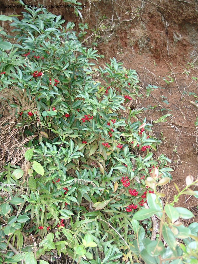 Ardisia, ROR1572--Madag. Parc Nat. Montagne d'Ambre. 10 Nov 06. 003.jpg