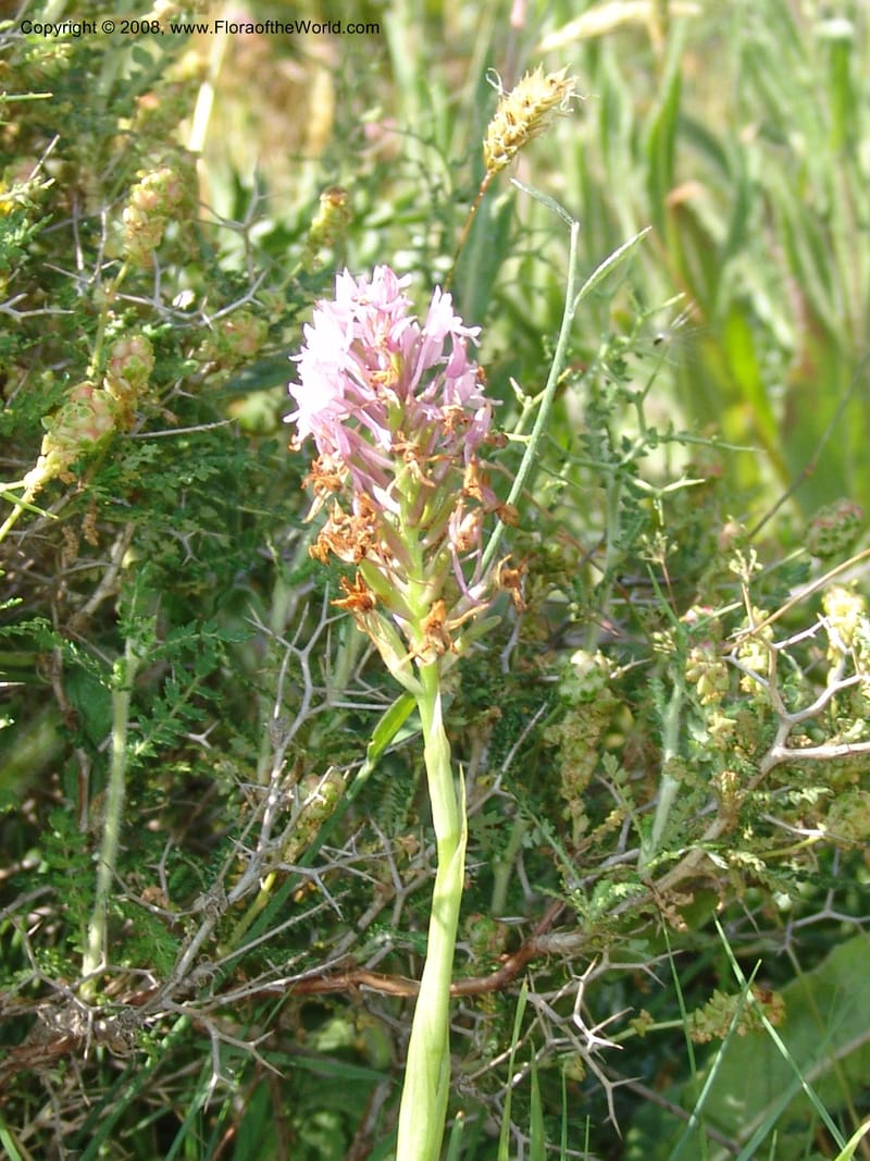 Anacamptis pyramidalis--Crete. Ep. Kisamos. Sirikari Gorge. 25 May 05. 087.jpg