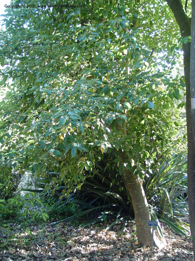 Alectryon excelsus--CA. Strybing Arbor. 26 Oct 03. 091.jpg
