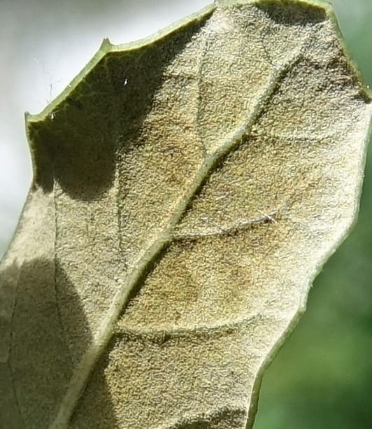Quercus, C. Davidson 13762--China. Sichuan. Yibailingba-gou. 12 Aug 2017. DSC04660 (319).JPG