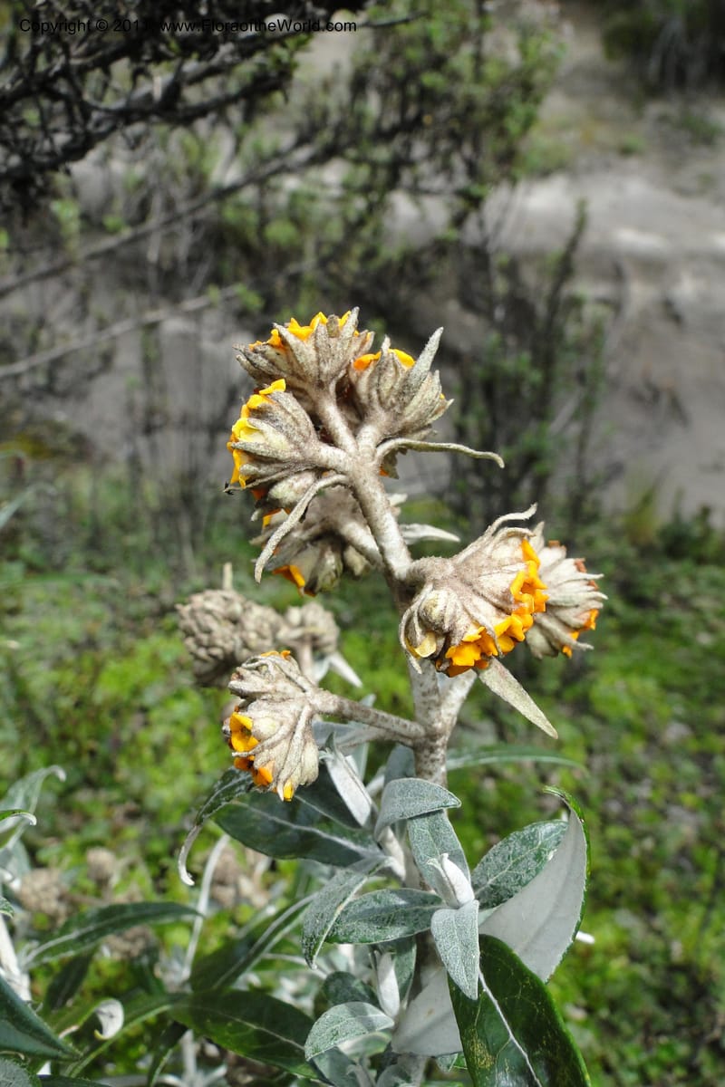 Buddleja incana, Ulloa 2067--Ecuador. Pichincha. Res. Ecol. Ilinizas. 4 June 2011. 321.jpg