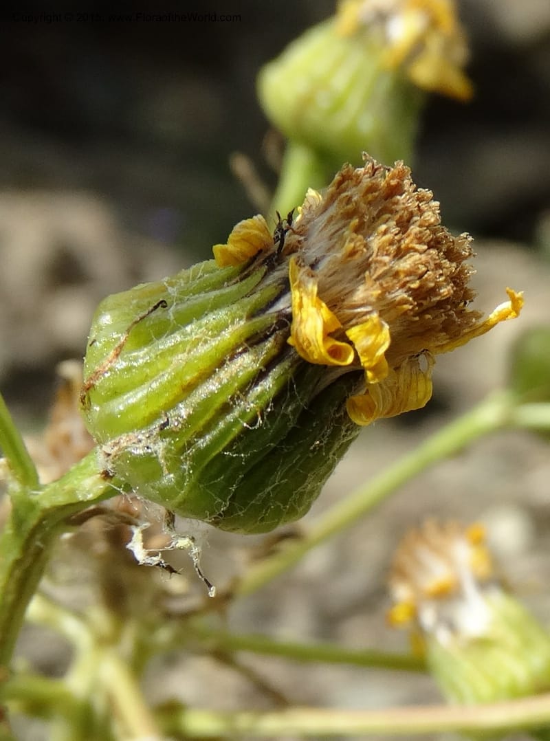 Senecio, Davidson, C 12598--ID. Idaho Co. Seven Devils Camp Ground. 15 Jul 2014. DSC00113 (313).JPG