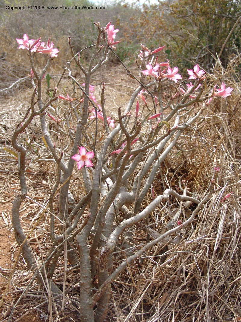 Adenium obesum--Tanzania. Hwy B1, 25 km SE of Kifaru. 28 Jun 04. 291.jpg