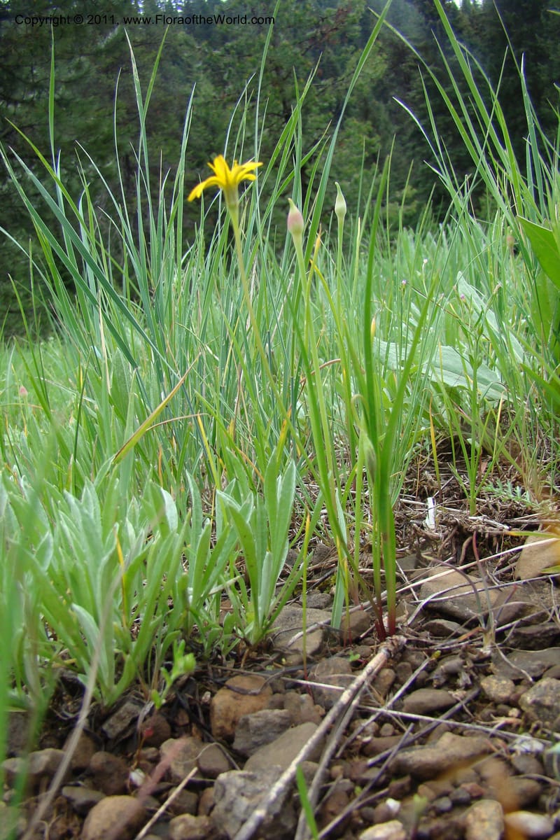 Microseris nutans, C. Davidson 11421--Idaho. Adams Co. Smokey Boulder Rd. 6 June 2009. 167.jpg