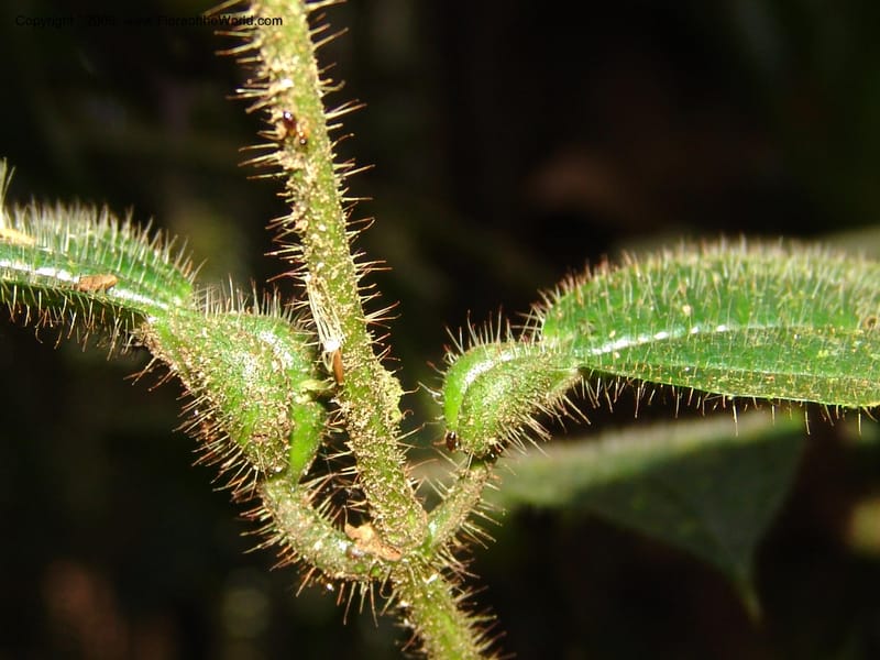 Tococa, DNeill15936--Ecuador. Prv. Zam. Ch. C del Condor. Wawaime plot. 22 Sep 07. 175.jpg