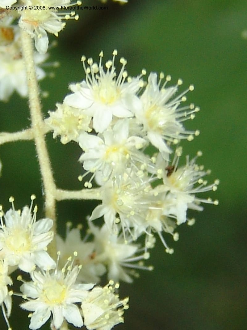 Holodiscus discolor, CDavidson11109--ID. Adams Co. For. Serv. Rd. 453, to Goose Lk. 20 Jul 07. 076.jpg
