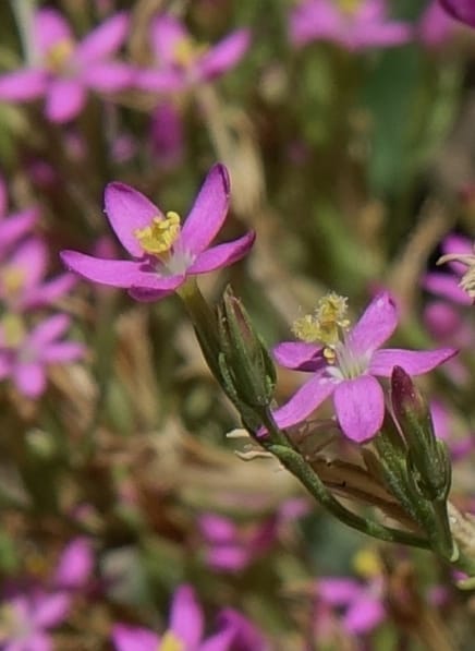 Centaurium pulchellum, Fortunato 13214--Argentina. Pedernal, Hwy 153. 10 Feb 2018. DSC00169 (40).JPG