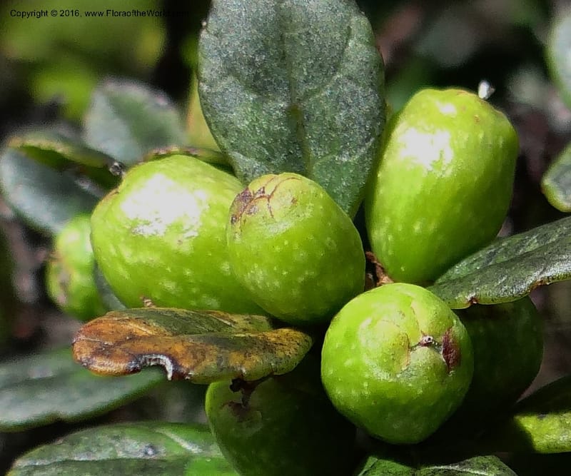 Symplocos nana, Ulloa, C 2308--Ecuador. Loja. Podocarpus NP. Cajanuma. 29 Sep 2012. DSC05265 (506).JPG
