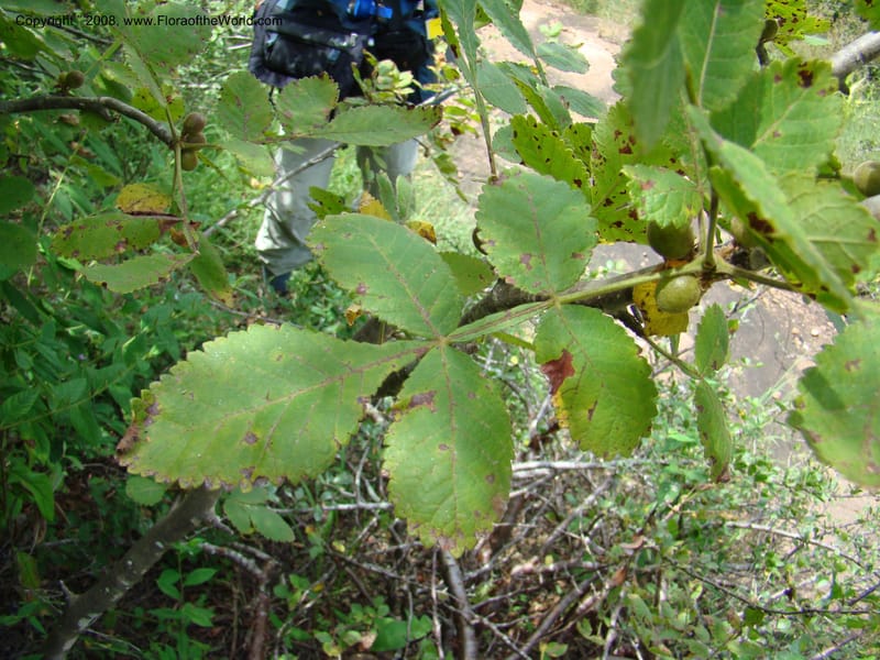 Bursera diversifolia, NMartinezM2420--MX. Chiapas. Jiquipilas. Cerro el Campanario. 14 Sep 08. 136.jpg