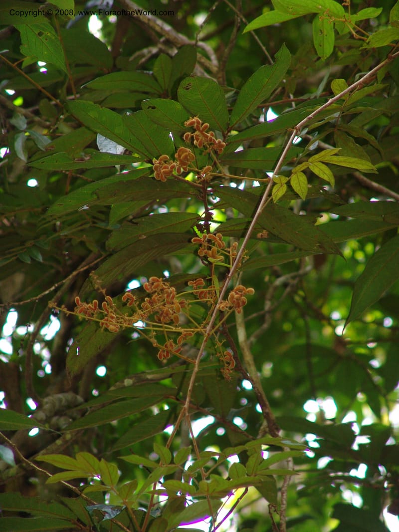 Cnestis, MLeal1134--Gabon. Prov. Ogooue-Iv. Res. Lope. Sommet Main. 19 Apr 06. 094.jpg