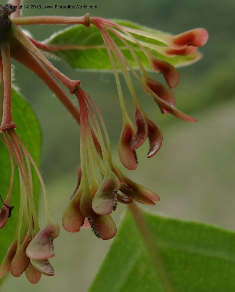Euptelea pleiosperma, Boufford, D 43587--China. Sichuan. Tudiling Tunnel. 6 May 2014. DSC03860 (150).JPG