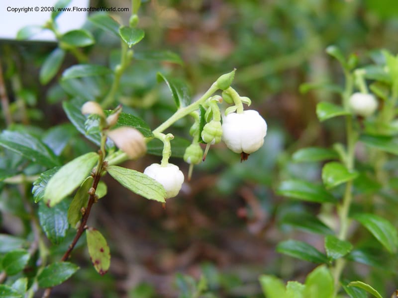 Gaultheria itoana, 94.0644--CA. UC Berkeley Bot. Gard. 19 Sep 03. 014.jpg