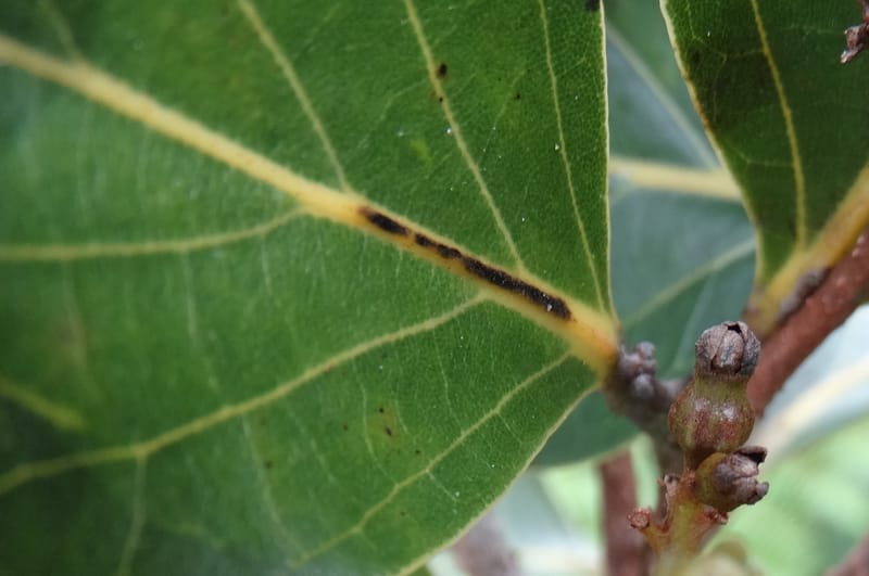 Cryptocarya, Munzinger, J 7347--Fiji. Delaikoro Mtn. 3 Nov 2015. DSC08393 (268).JPG
